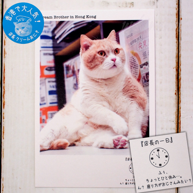 【猫のポストカード】クリームあにき／AM11:00