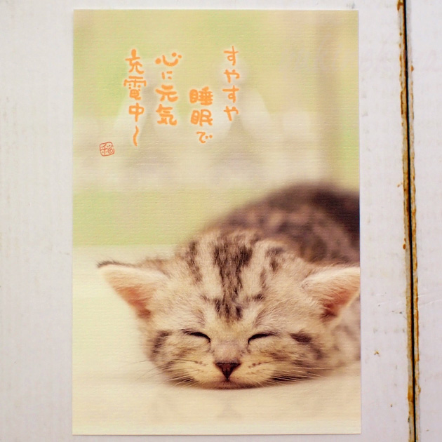 【猫のポストカード】子猫　すやすや